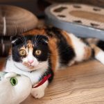 Calico cat playing with a toy indoors — top 10 cat toys under $20