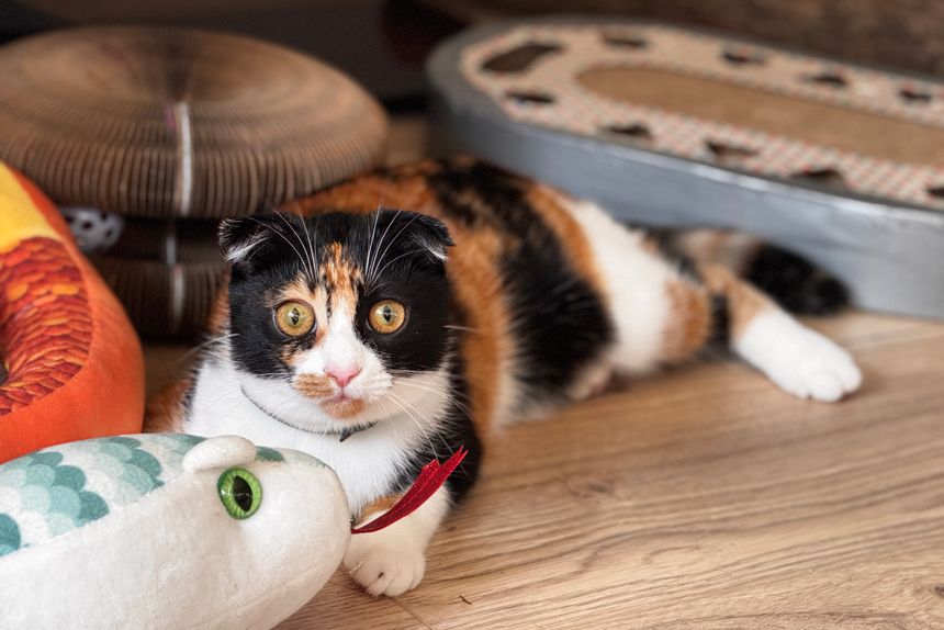 Top 10 Budget Cat Toys