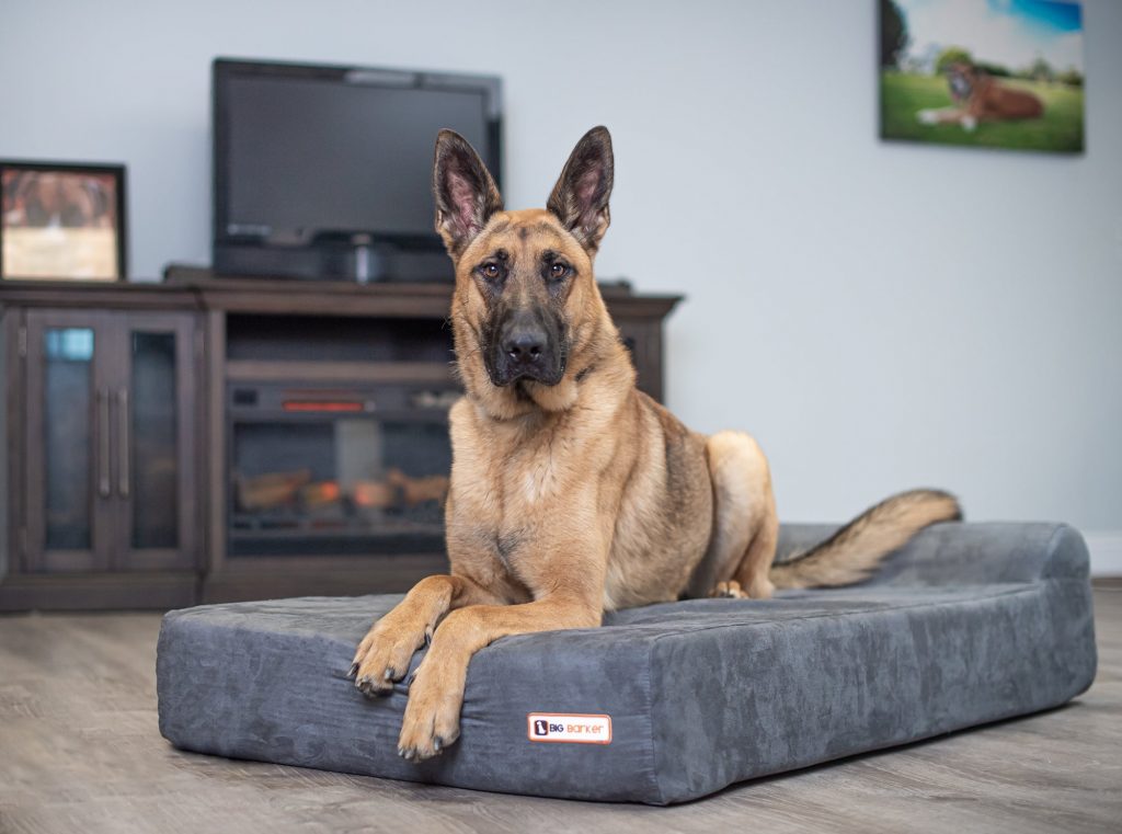 Big Barker orthopedic memory foam dog bed in use