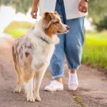 Australian Shepherd dog walking outdoors with its owner on a sunny path