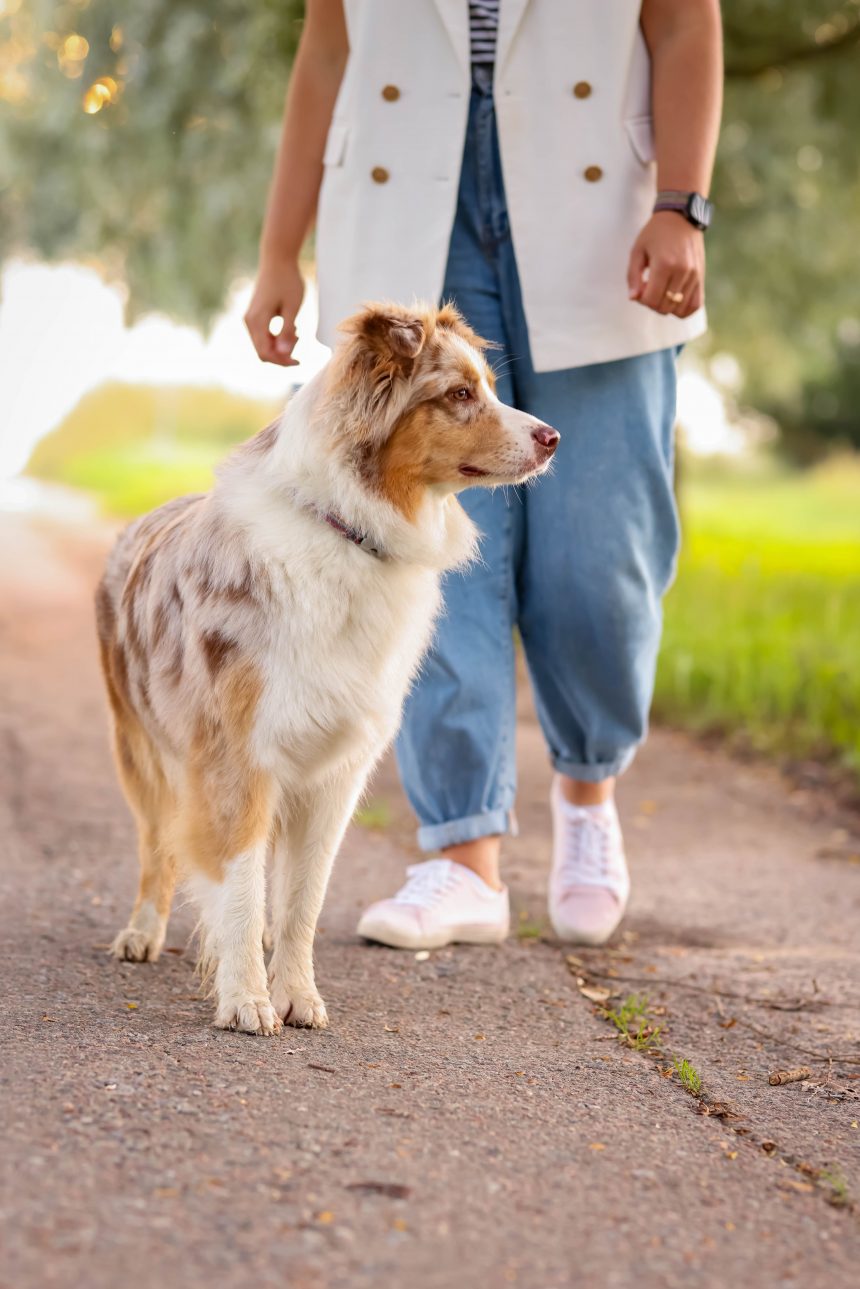 dog-and-owner-outdoor-walk Australian Shepherd dog walking outdoors with its owner on a sunny path