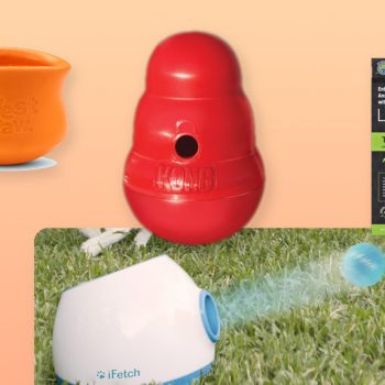 Top 10 Dog Enrichment Essentials hero collage