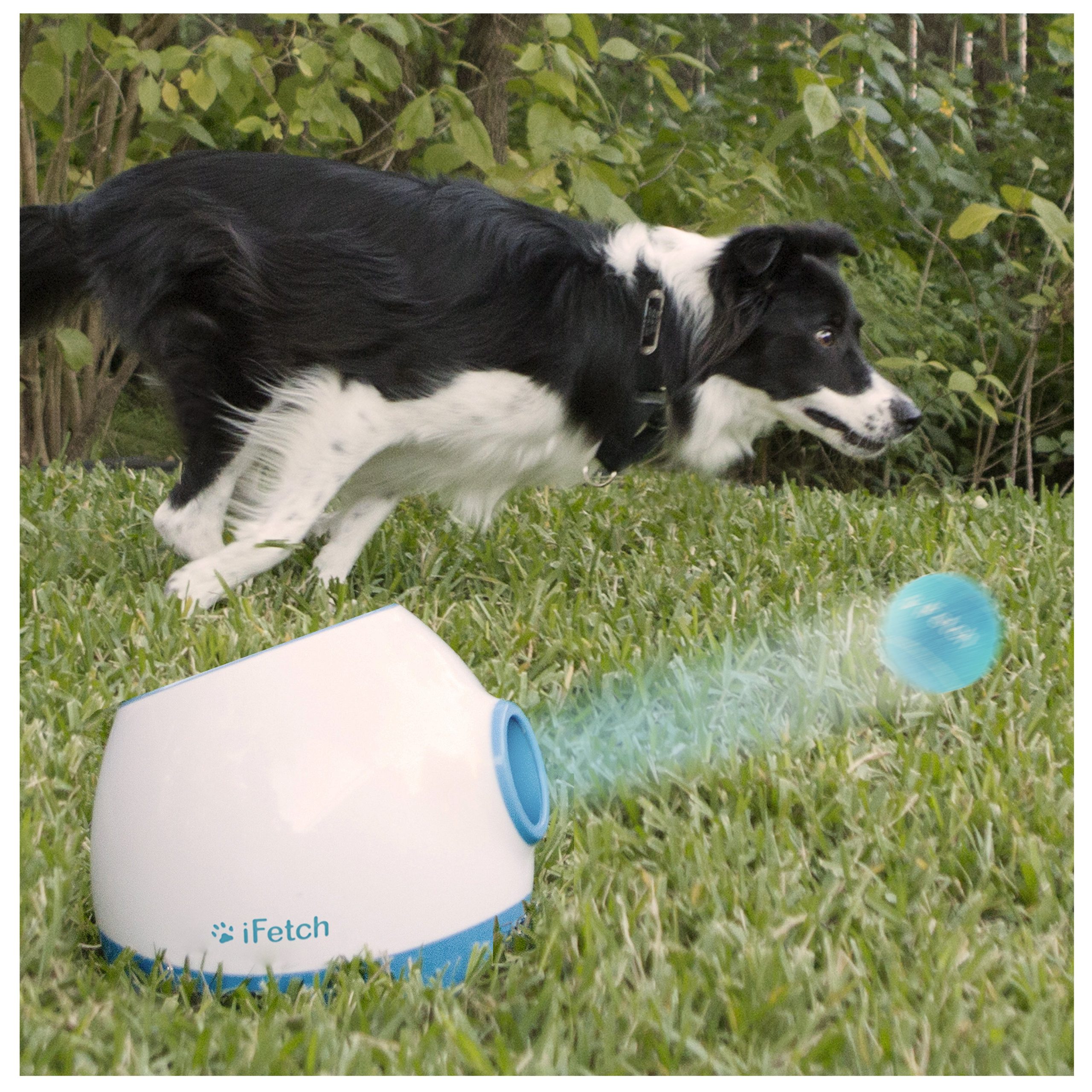 iFetch Too automatic ball launcher throwing a tennis ball for a dog to catch
