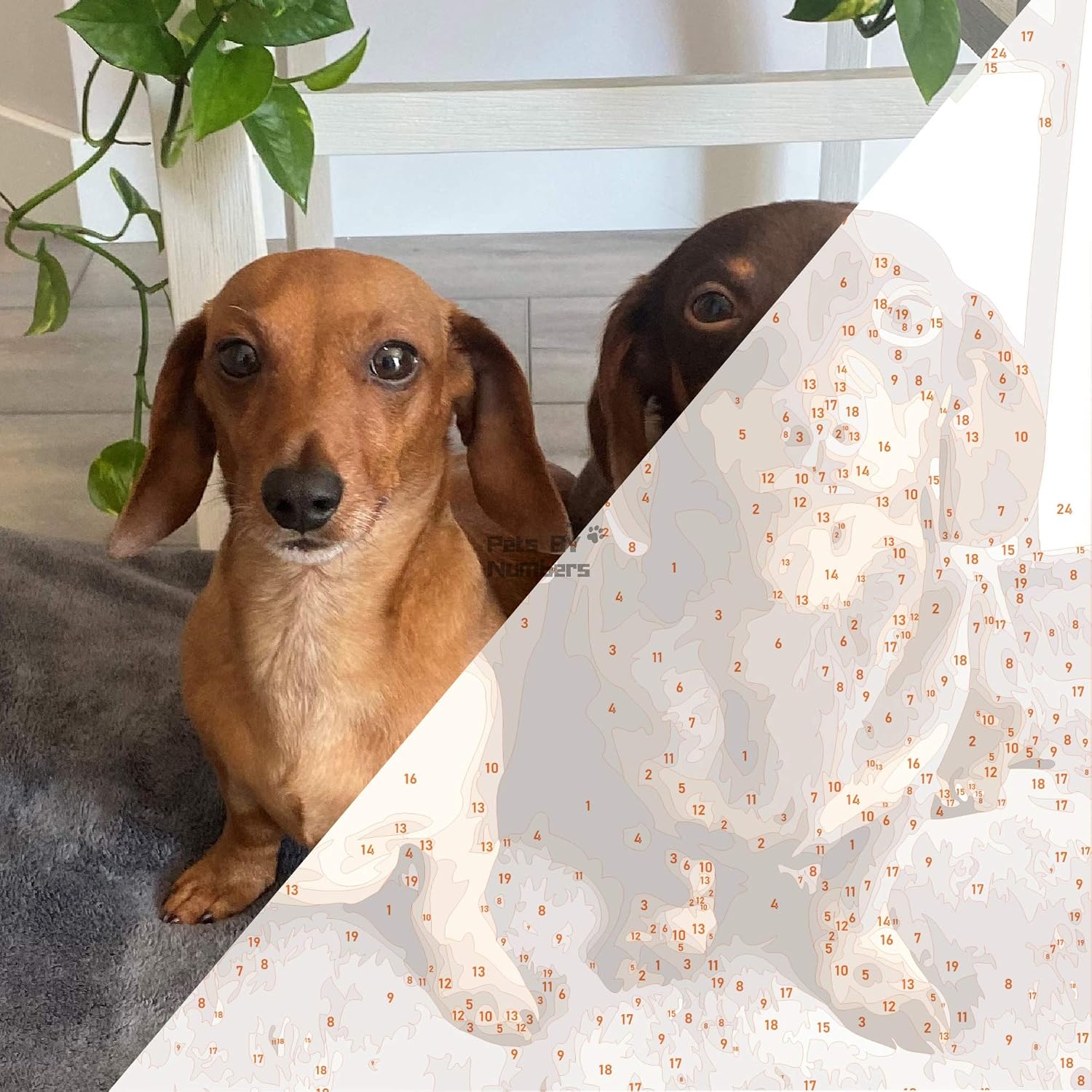 Custom pet photo paint by numbers kit showing a dog photo turned into a numbered canvas
