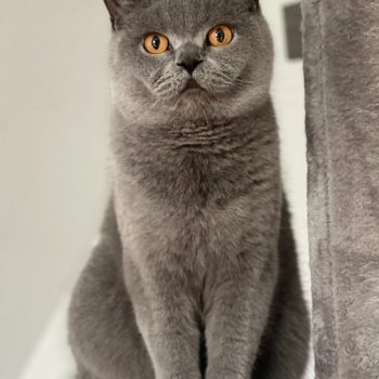 Gray British Shorthair cat sitting on a plush cat tree perch