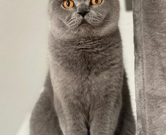 Gray British Shorthair cat sitting on a plush cat tree perch