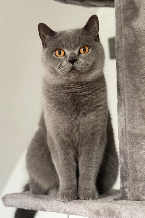 Top 10 Cat Trees & Cat Furniture