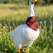 Top 10 Fall Porch Goose Accessories