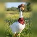 Fall porch goose statue wearing a cowboy hat and buffalo plaid bandana in a wildflower field, zoomed out with a blurred border that fades only at the sides and bottom so the head stays sharp